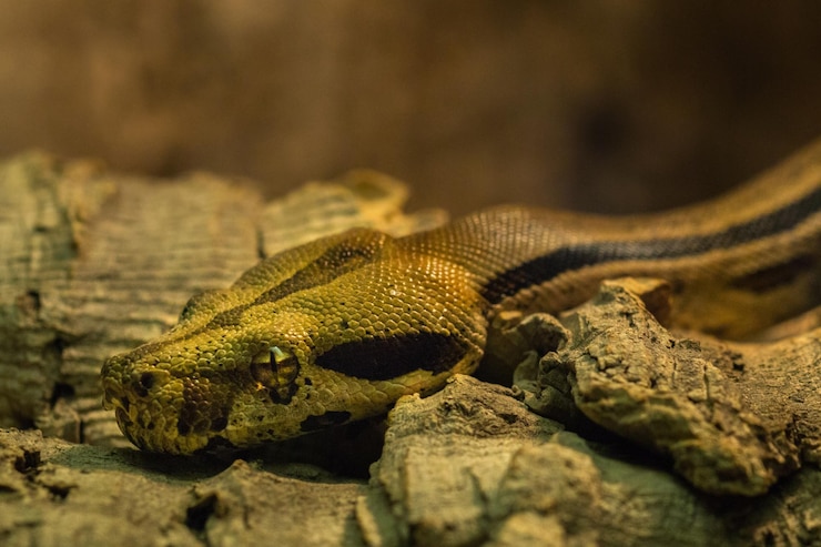 Foto primer plano de un lagarto en la roca
