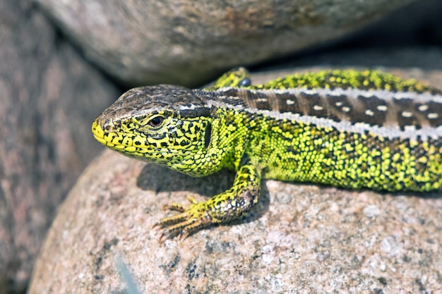 Un primer plano de un lagarto en la roca.