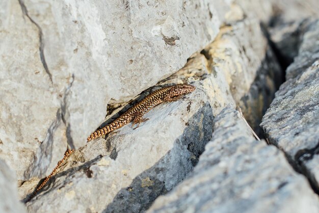 Foto primer plano de un lagarto en una roca