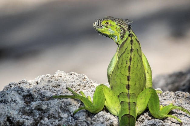 Foto primer plano de un lagarto en la roca