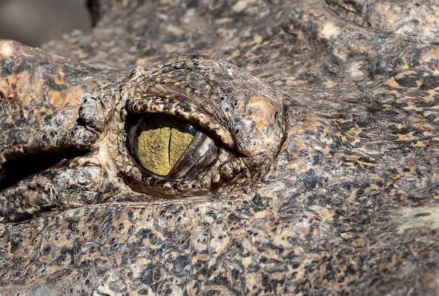 Foto primer plano de un lagarto en la roca