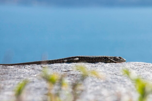 Foto primer plano de un lagarto en la roca