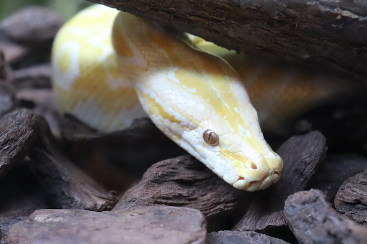 Foto primer plano de un lagarto en la roca