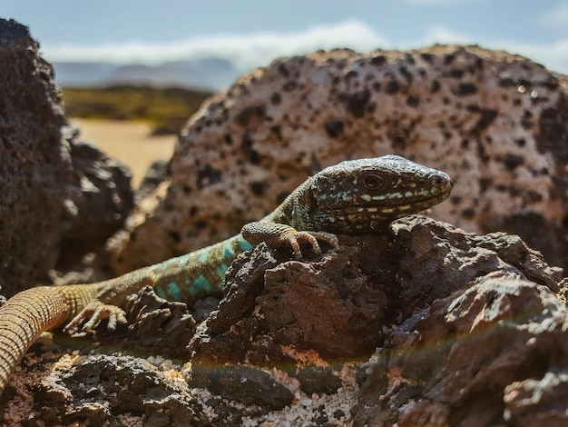 Foto primer plano de un lagarto en la roca