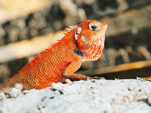 Foto primer plano de un lagarto en la roca