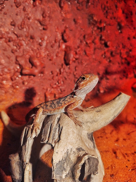 Foto primer plano de un lagarto en la roca