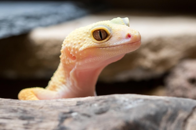 Foto primer plano de un lagarto en la roca