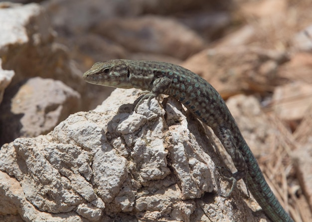 Foto primer plano de un lagarto en la roca