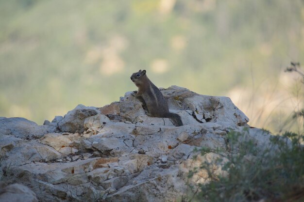 Foto primer plano de un lagarto en la roca