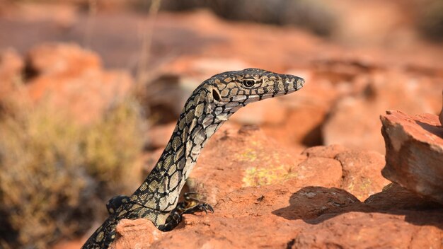 Foto primer plano de un lagarto en la roca