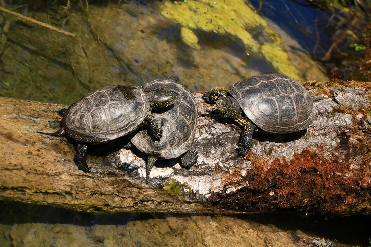 Foto primer plano de un lagarto en la roca