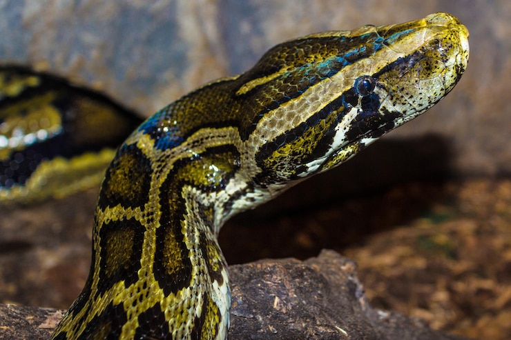 Foto primer plano de un lagarto en la roca