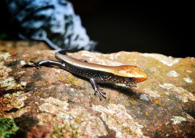 Foto primer plano de un lagarto en la roca