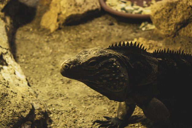 Foto primer plano de un lagarto en la roca