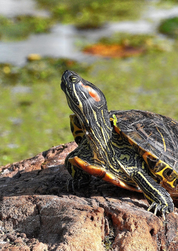 Foto primer plano de un lagarto en la roca