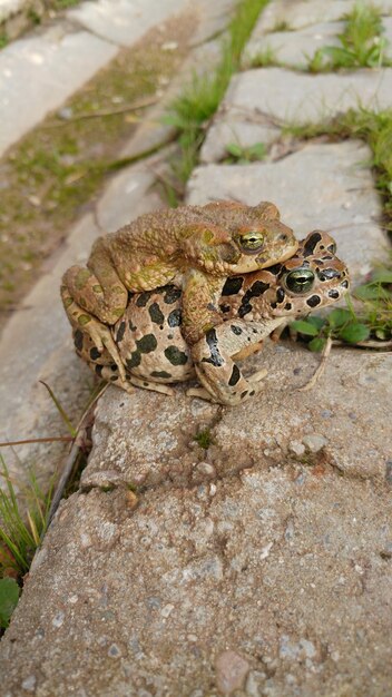 Foto primer plano de un lagarto en la roca