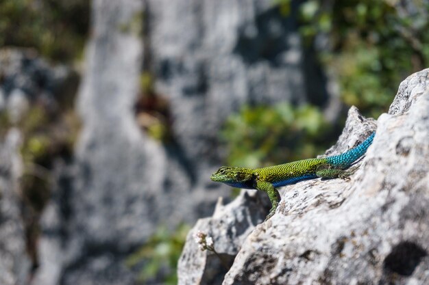 Foto primer plano de un lagarto en una roca