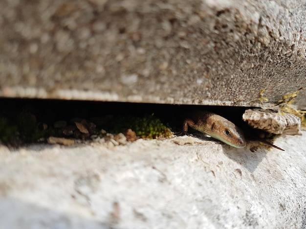 Foto primer plano de un lagarto en la roca