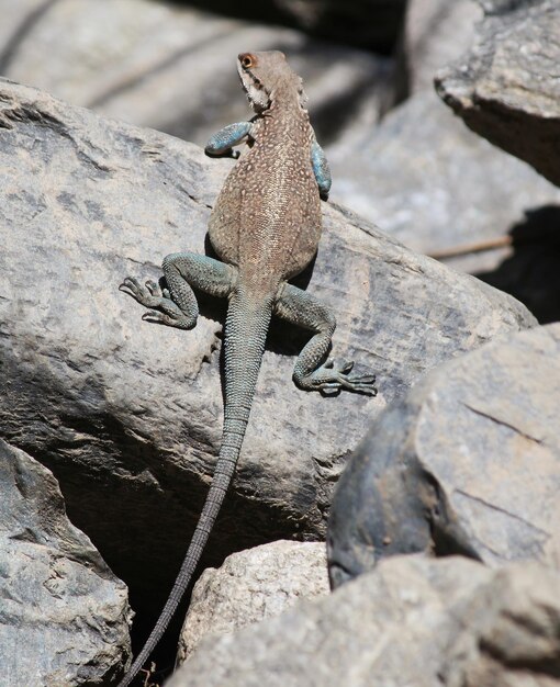 Primer plano de un lagarto en una roca