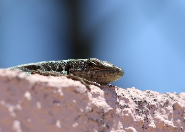 Primer plano de un lagarto en la roca