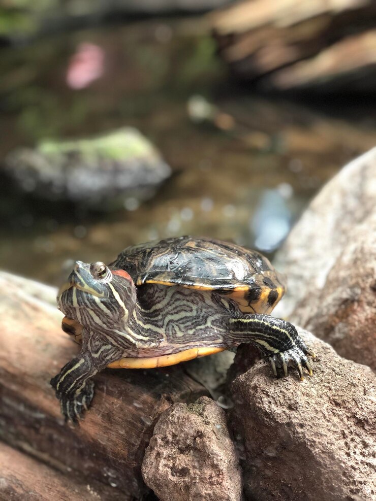 Foto primer plano de un lagarto en la roca