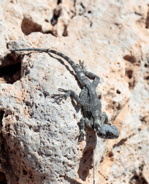 Foto primer plano de un lagarto en la roca