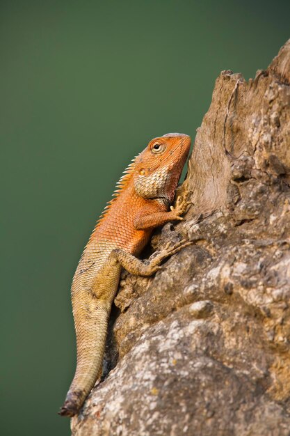 Primer plano de un lagarto en la roca