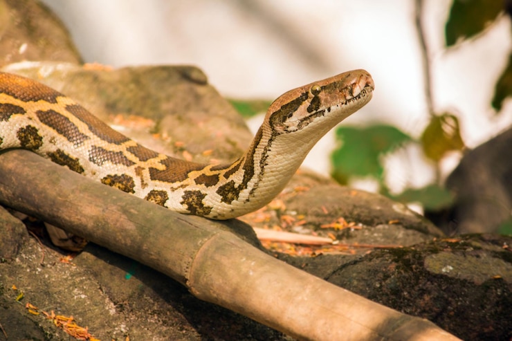 Foto primer plano de un lagarto en la roca