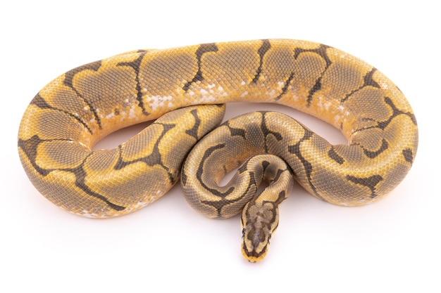 Primer plano de un lagarto sobre un fondo blanco