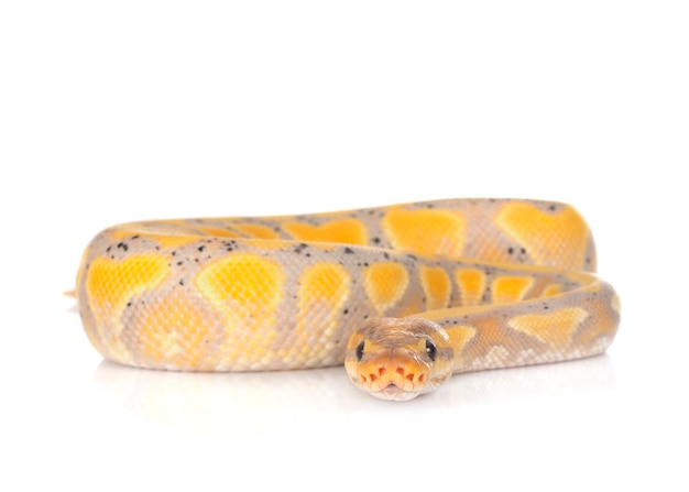 Primer plano de un lagarto sobre un fondo blanco