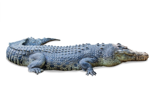 Primer plano de un lagarto sobre un fondo blanco