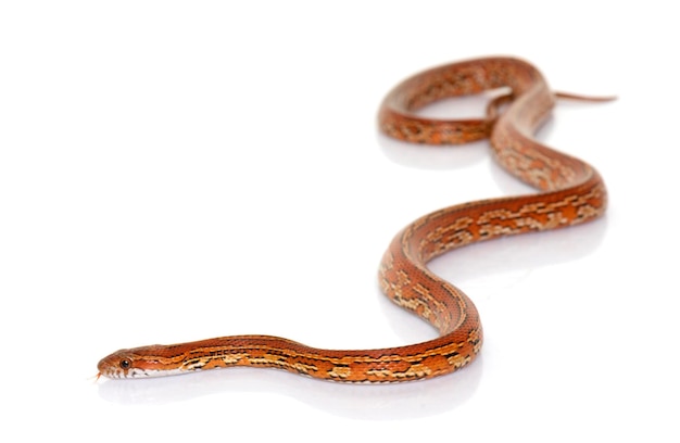 Primer plano de un lagarto sobre un fondo blanco
