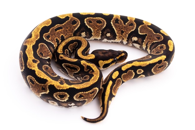 Primer plano de un lagarto sobre un fondo blanco