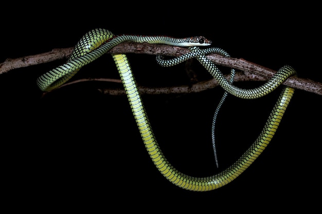 Foto primer plano de un lagarto sobre un fondo negro