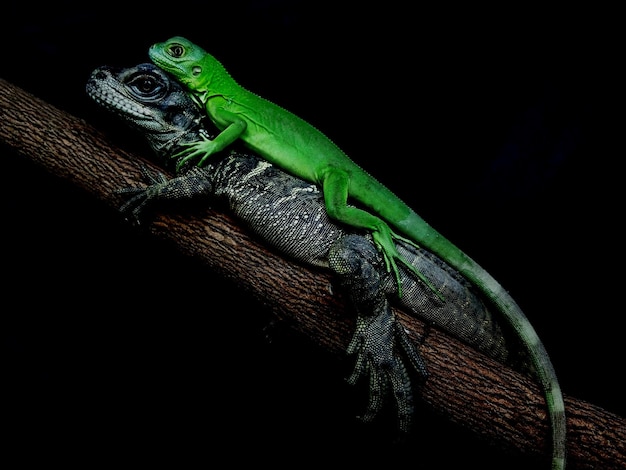 Foto primer plano de un lagarto sobre un fondo negro