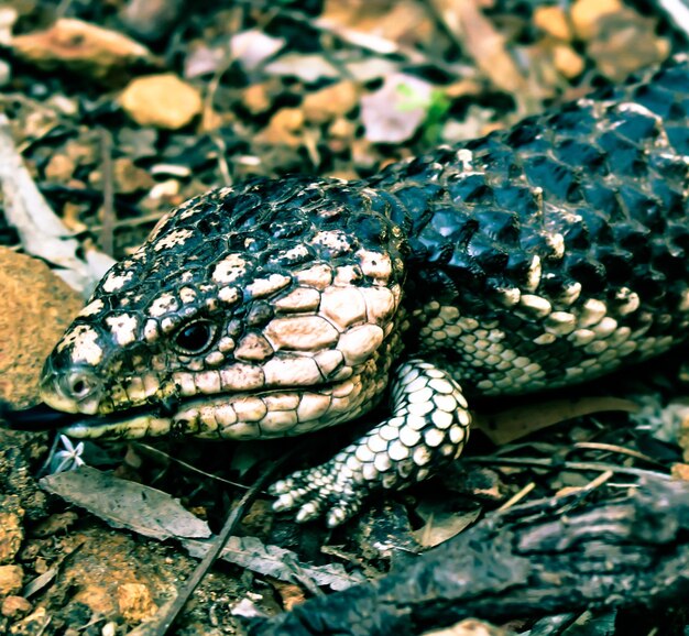 Primer plano de un lagarto en tierra