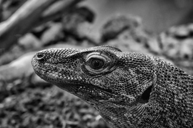 Foto primer plano de un lagarto en tierra