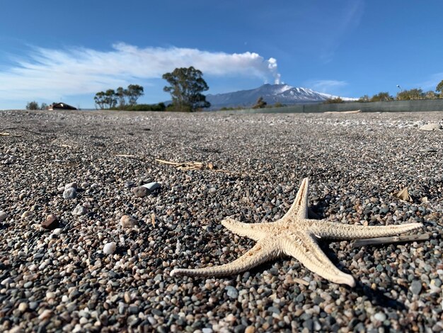 Foto primer plano de un lagarto en tierra