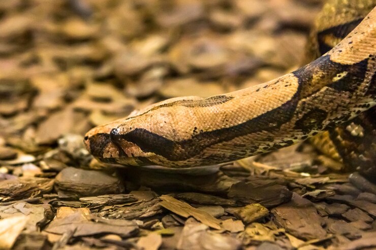 Foto primer plano de un lagarto en tierra