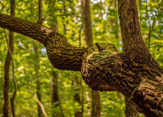 Primer plano de un lagarto en el tronco de un árbol en el bosque