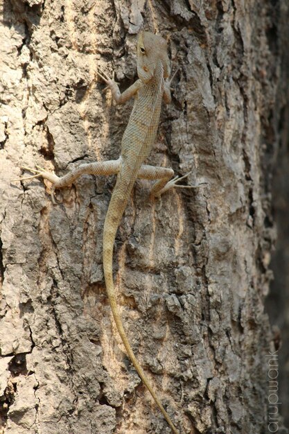 Foto primer plano de un lagarto en el tronco de un árbol