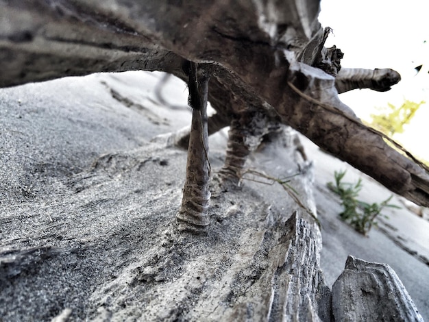 Primer plano de un lagarto en el tronco de un árbol