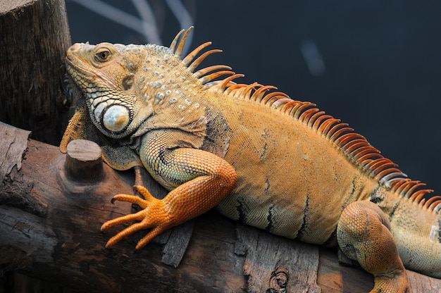 Primer plano de un lagarto en el tronco de un árbol