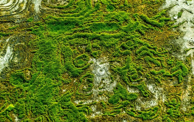 Primer plano de un lagarto en el tronco de un árbol