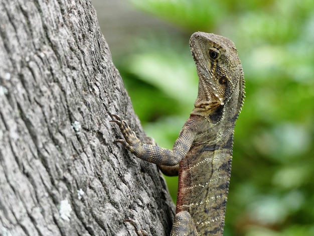 Primer plano de un lagarto en el tronco de un árbol