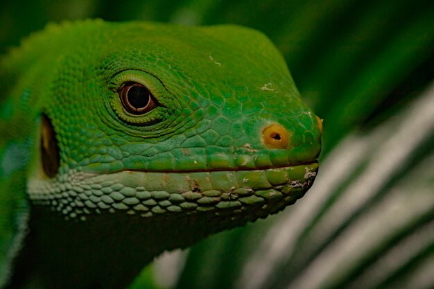 Primer plano de un lagarto verde