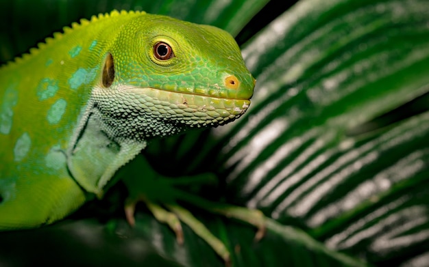 Primer plano de un lagarto verde