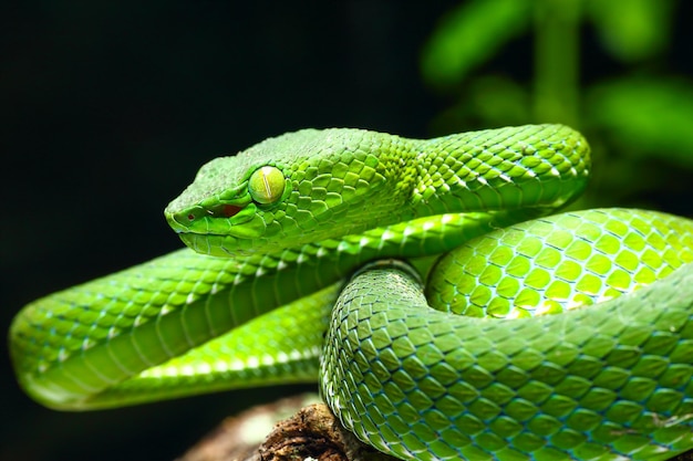 Foto primer plano de un lagarto verde