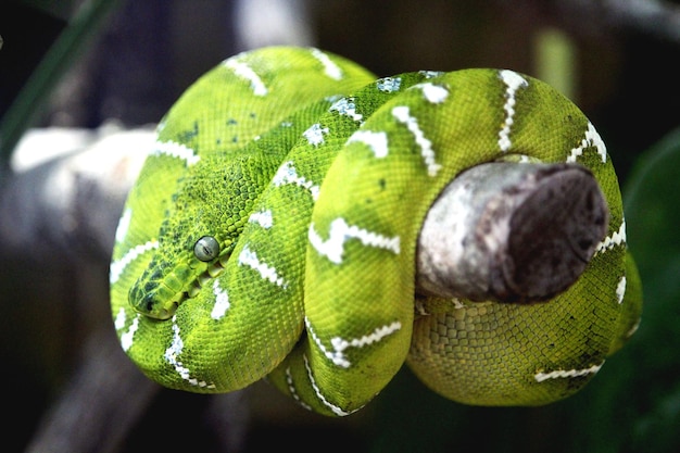 Primer plano de un lagarto verde