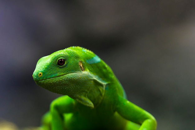 Primer plano de un lagarto verde